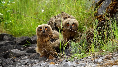 Uhu-Nachwuchs in Hahnstätten