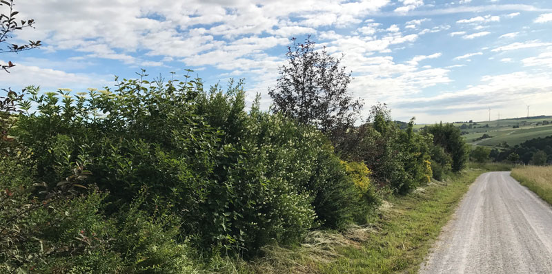 Feldweg